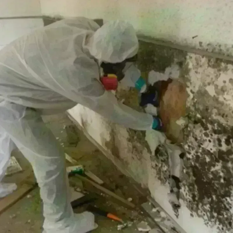 Mold Remediation and Removal in Sayre, PA